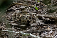 Nyctidromus albicollis COMMON PARAQUE 3030843z