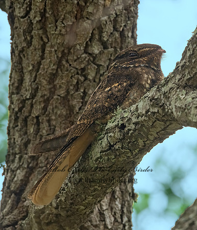 Caprimulgus carolinensis  CHUCK-WILL'S-WIDOW 3029814z-