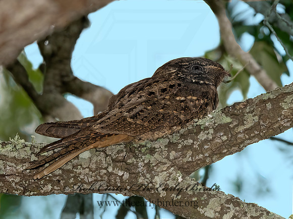 Caprimulgus carolinensis  CHUCK-WILL'S-WIDOW 3029796z