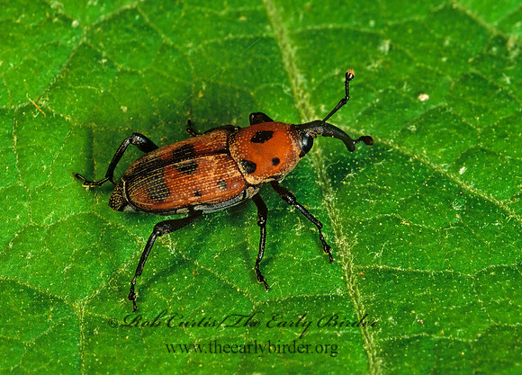 Rhodobaenus quinquepunctatus 172733sz