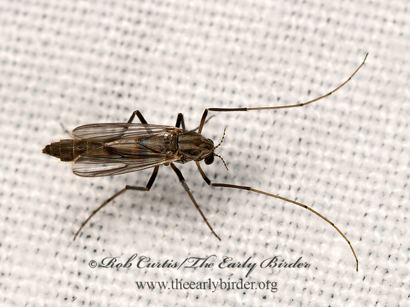 Glyptotendipes  GRAY MIDGE 3041667z