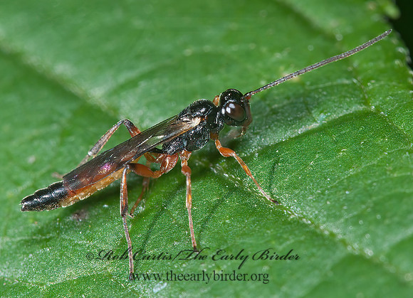 Campopleginae 8031497z