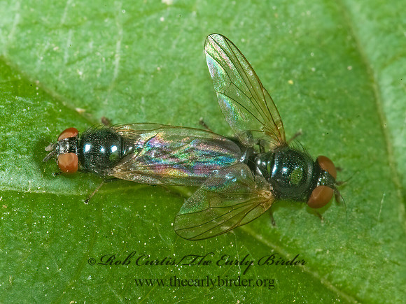 Lonchaea  LANCE FLY 5009515z