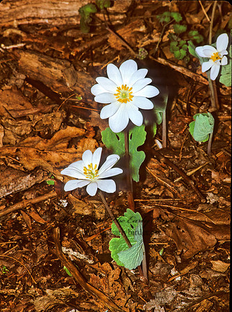 Sanguinaria canadensis  BLOODROOT 1281427z