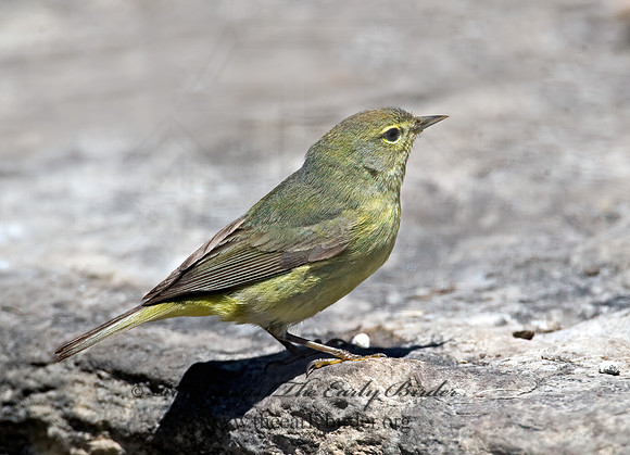 Leiothlypis celata  ORANGE-CROWNED WARBLER 8003740z