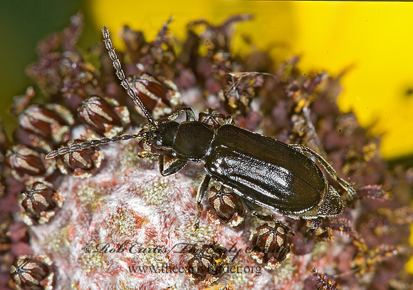 Diabrotica cristata 6011071z