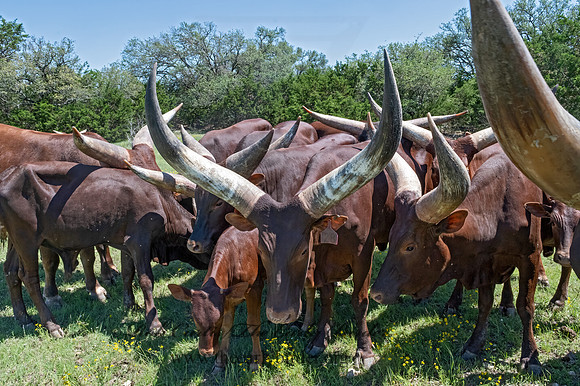 Bos taurus  TEXAS LONGHORN CATTLE 3036447z