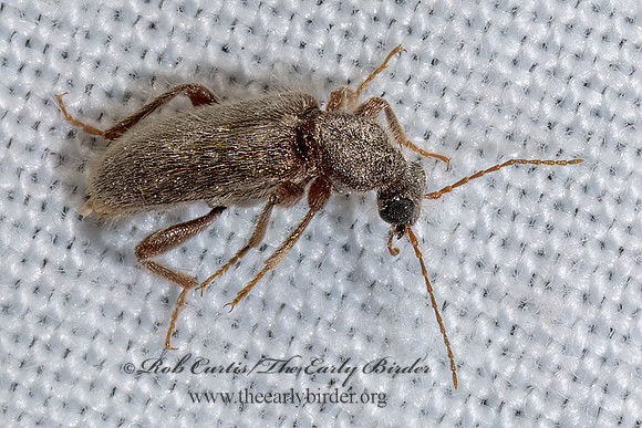 Rilettius patronus ANTLIKE FLOWER BEETLE 3039358z