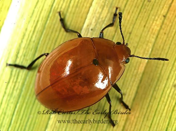 Iphiclus 197102z
