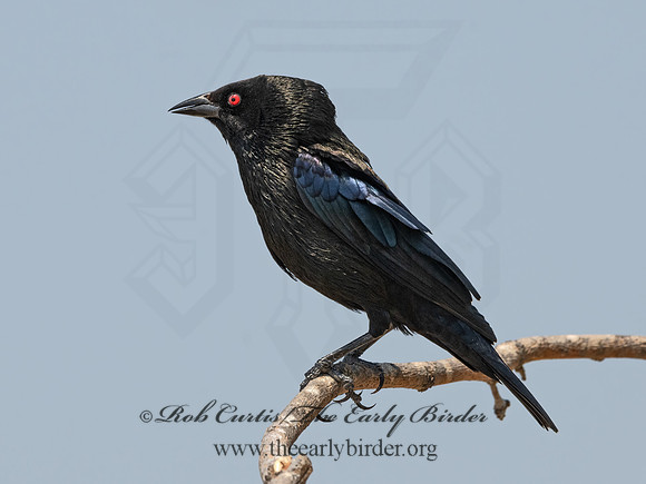 Molothrus aeneus  BRONZED COWBIRD 3034699z