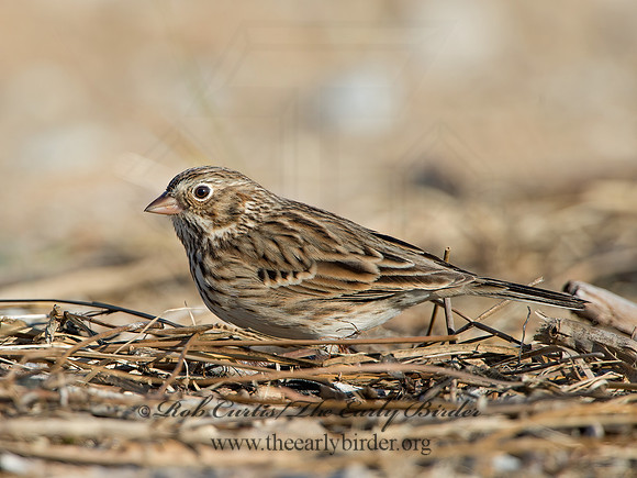 Pooecetes gramineus  VESPER SPARROW 9053798z