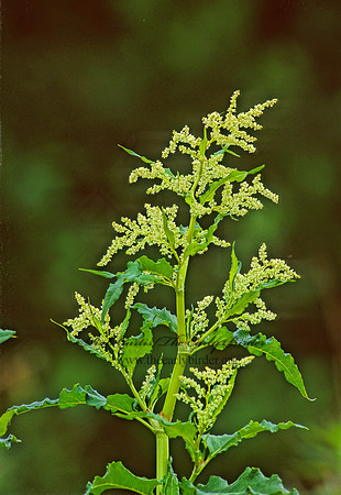 Polygonum alaskanum  WILD RHUBARB 235812z