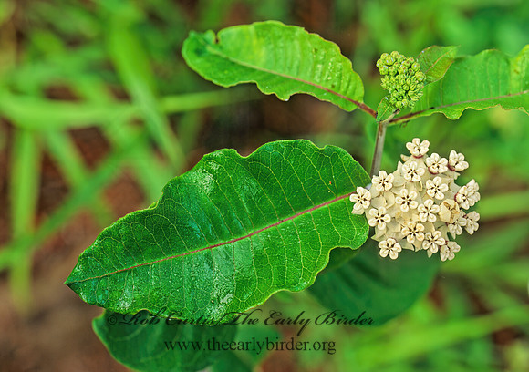 Asclepias variegata  WHITE FLOWERED MILKWEED 170922z