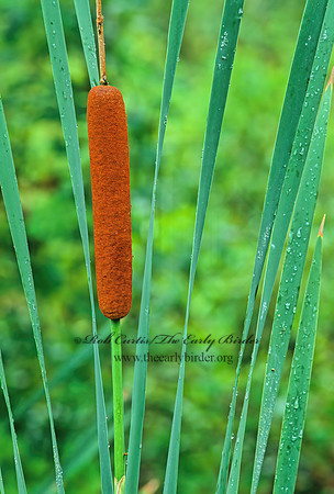 Typha domingensis  SOUTHERN CATTAIL 262606z