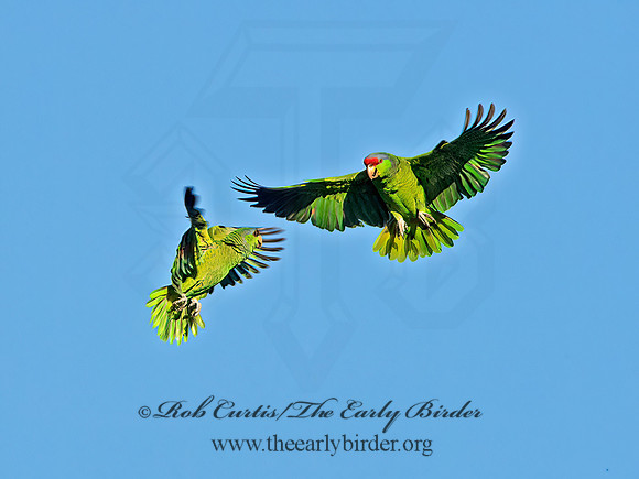 Amazonia finschi  LILAC-CROWNED PARROT 9055204z