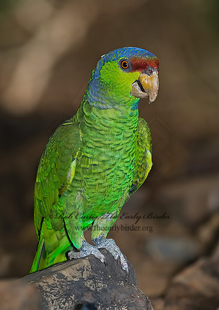 Amazonia finschi  LILAC-CROWNED PARROT 6025348 z