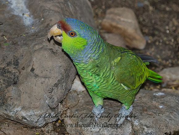Amazonia finschi  LILAC-CROWNED PARROT 6025516 z