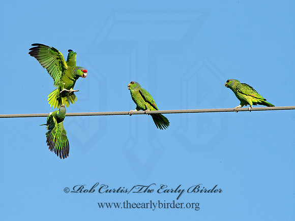 Amazonia finschi  LILAC-CROWNED PARROT 9055207z