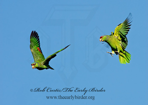 Amazonia finschi  LILAC-CROWNED PARROT 9055210z