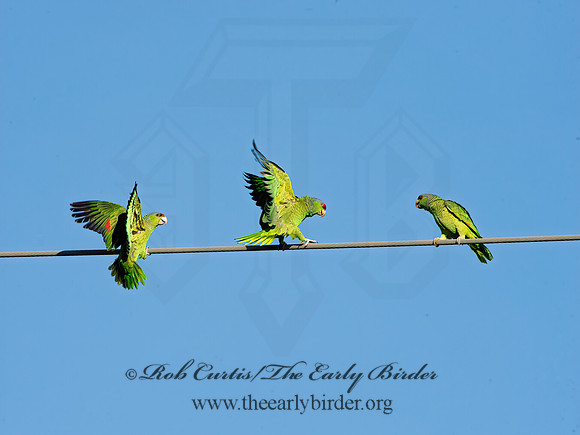 Amazonia finschi  LILAC-CROWNED PARROT 9055209z