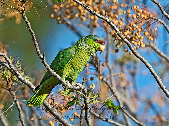 Amazonia finschi  LILAC-CROWNED PARROT 9055212z