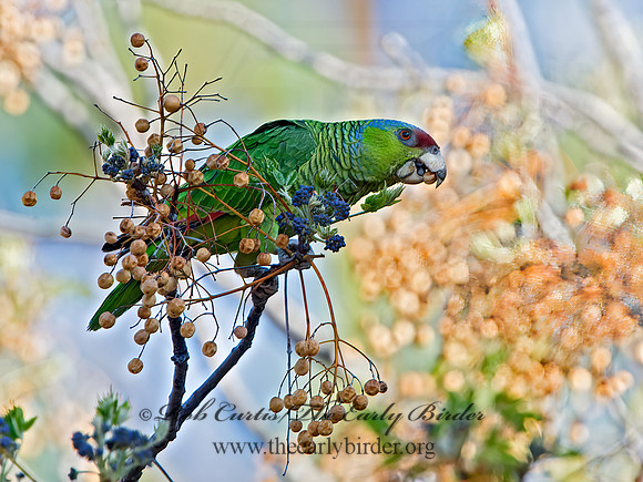 Amazonia finschi  LILAC-CROWNED PARROT 9055215z