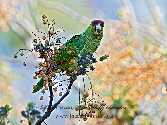 Amazonia finschi  LILAC-CROWNED PARROT 9055216z