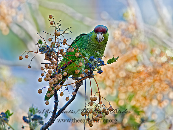 Amazonia finschi  LILAC-CROWNED PARROT 9055217z