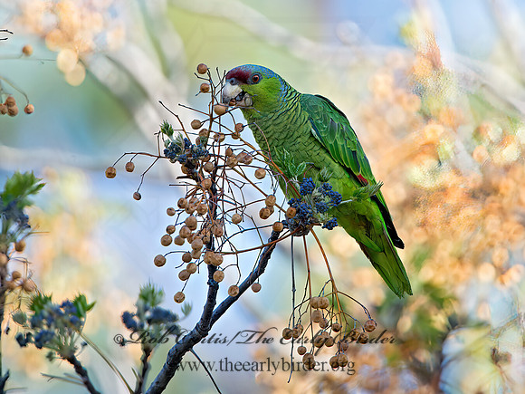 Amazonia finschi  LILAC-CROWNED PARROT 9055219z