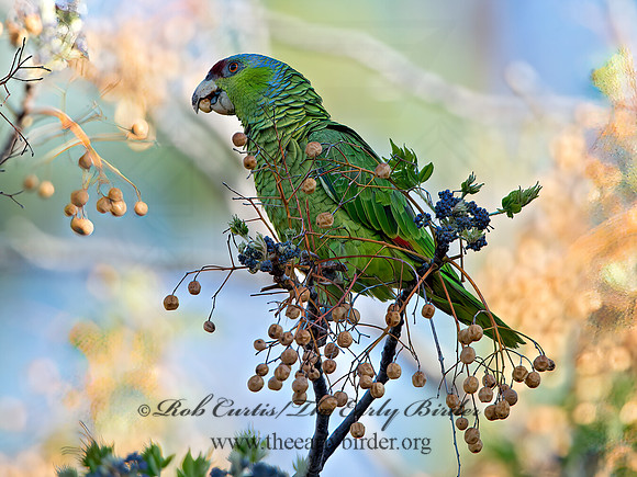 Amazonia finschi  LILAC-CROWNED PARROT 9055222z