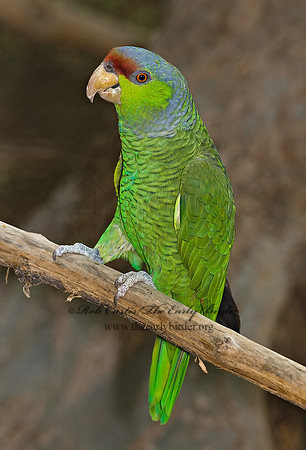Amazonia finschi  LILAC-CROWNED PARROT 6025292