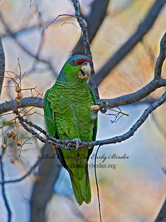 Amazonia finschi  LILAC-CROWNED PARROT 9055225z