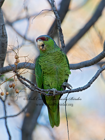 Amazonia finschi  LILAC-CROWNED PARROT 9055227z