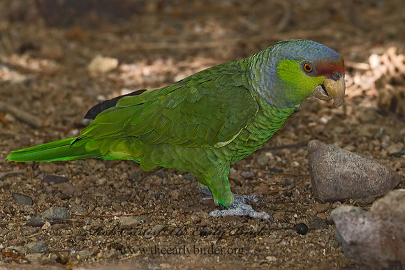 Amazonia finschi  LILAC-CROWNED PARROT 6025297