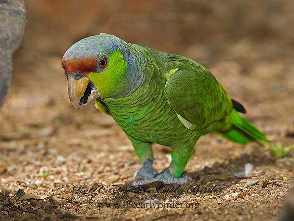 Amazonia finschi  LILAC-CROWNED PARROT 6025334