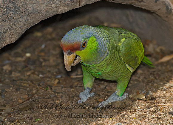 Amazonia finschi  LILAC-CROWNED PARROT 6025336