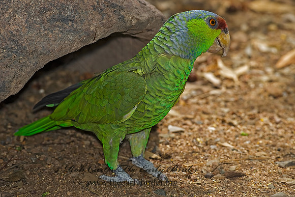 Amazonia finschi  LILAC-CROWNED PARROT 6025337