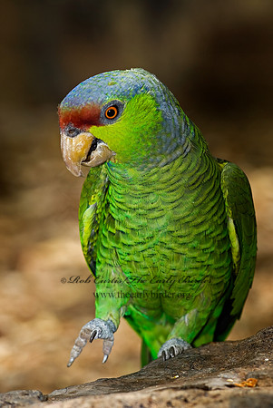 Amazonia finschi  LILAC-CROWNED PARROT 6025345