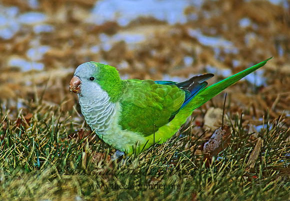Myisopsitta monachus  MONK PARAKEET 99818z