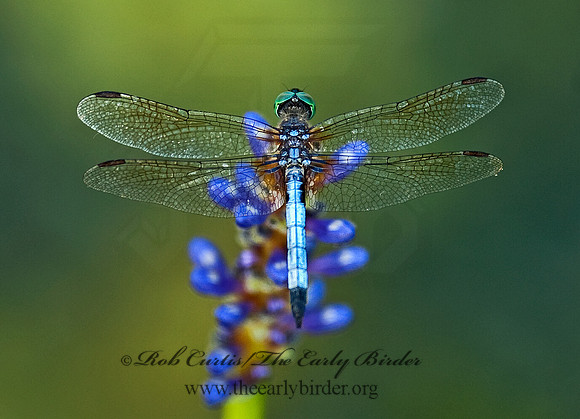Pachydiplax longipennis BLUE DASHER 8026387 M