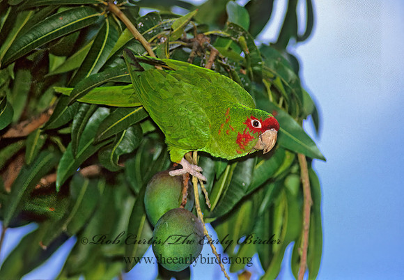 Aratinga mitrata  MITRED PARAKEET 251528z