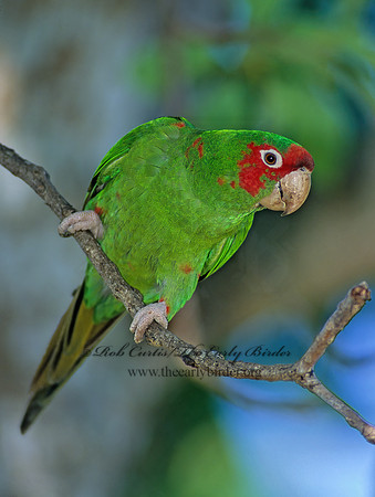 Aratinga mitrata  MITRED PARAKEET 259833z