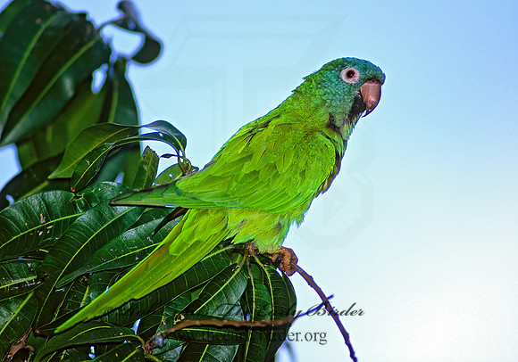 Aratinga acuticuadata  BLUE CROWNED PARAKEET  259935z