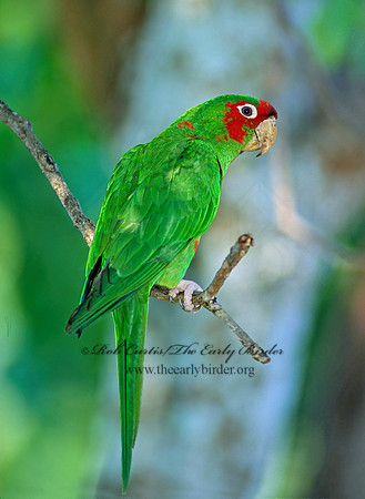 Aratinga mitrata  MITRED PARAKEET 259836z