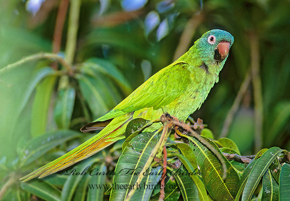 Aratinga acuticuadata  BLUE CROWNED PARAKEET  260009z