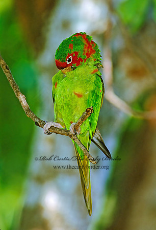 Aratinga mitrata  MITRED PARAKEET 259904z
