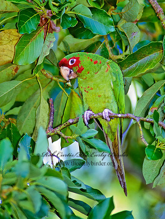 Aratinga mitrata  MITRED PARAKEET 259923z