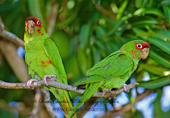 Aratinga mitrata  MITRED PARAKEET 259926z