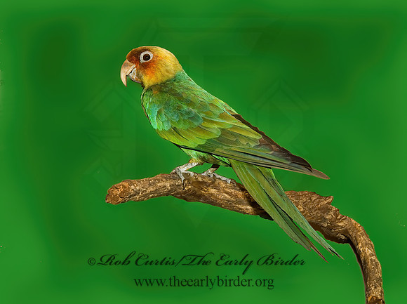 Conuropsis carolinensis  CAROLINA PARAKEET 4000341z