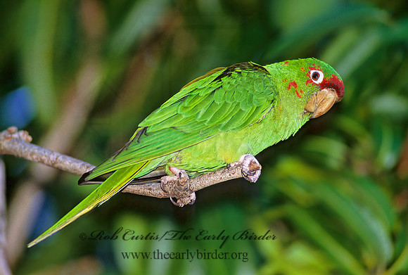 Aratinga mitrata  MITRED PARAKEET 260002z